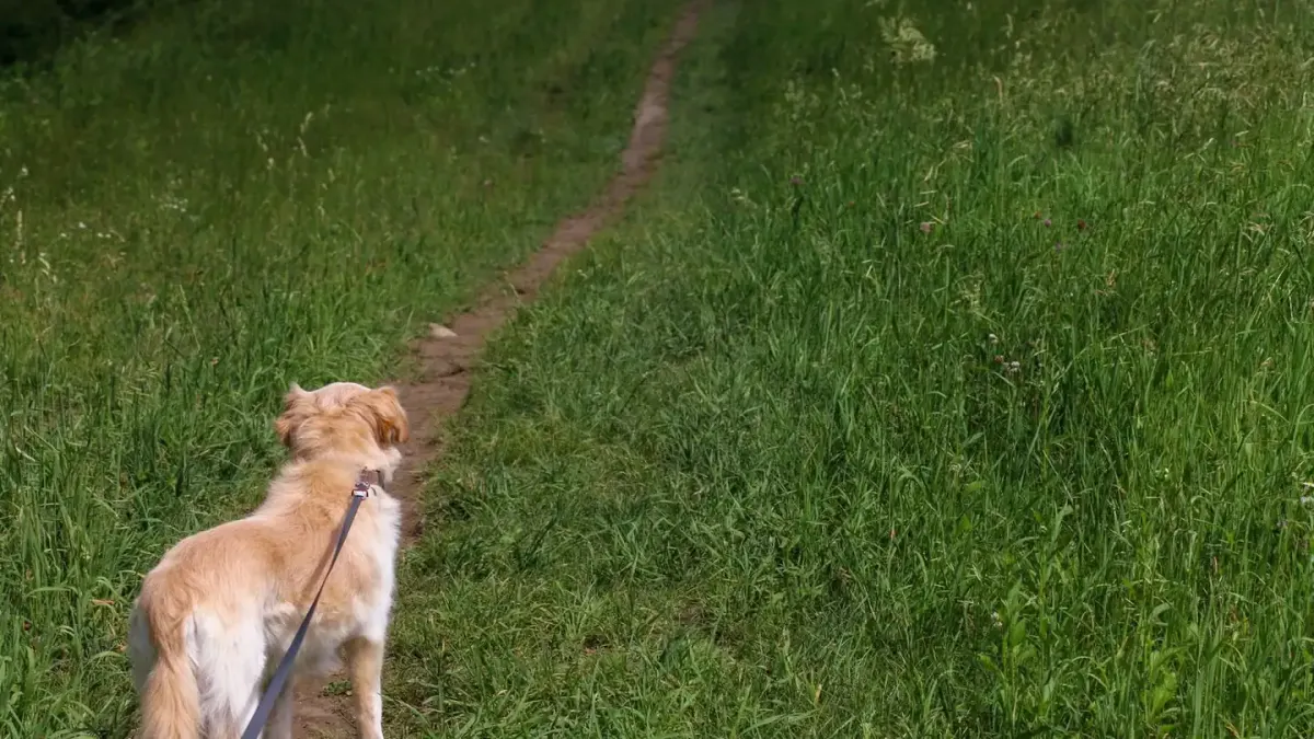 Dog walking with an owner