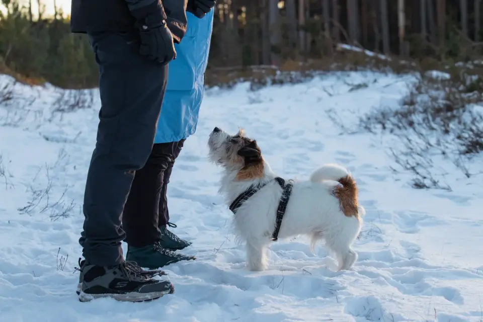 Dog walking with an owner