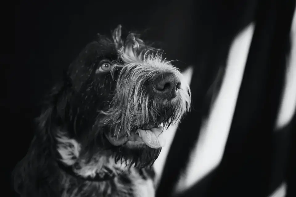 Dog with an owner at home