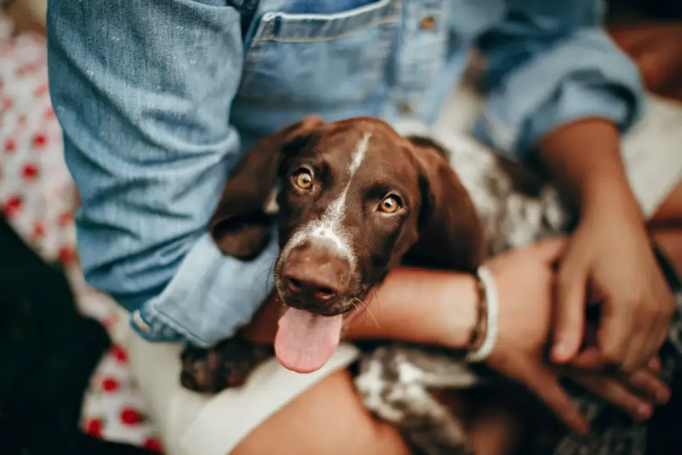 Dog with an owner at home