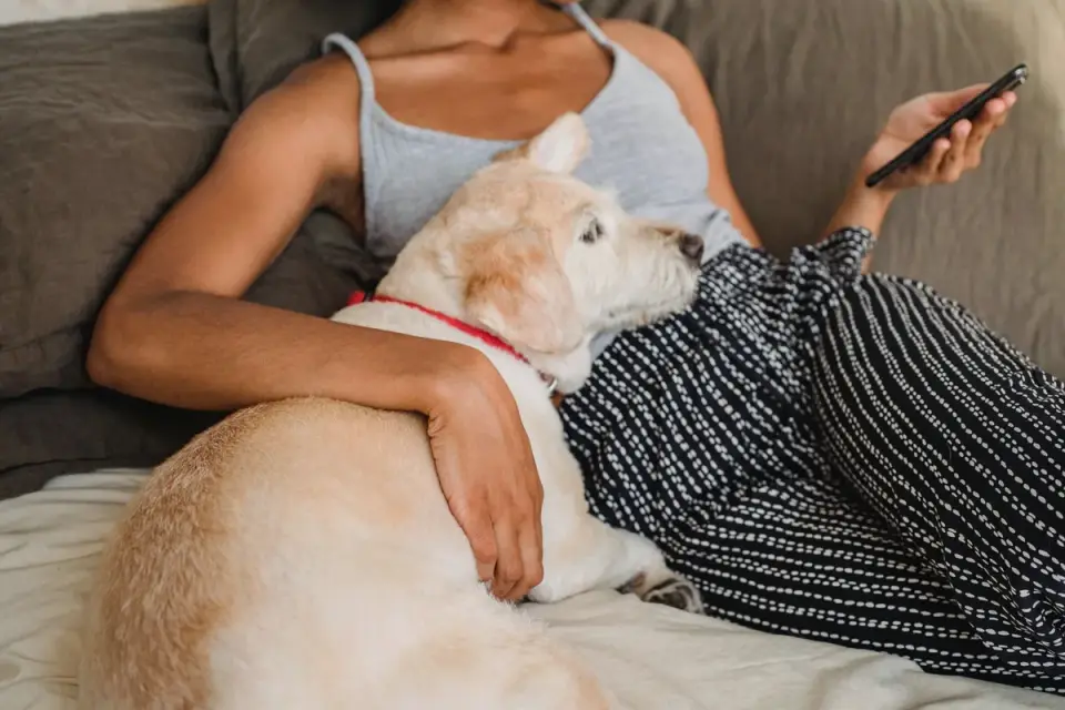 Dog with an owner at home