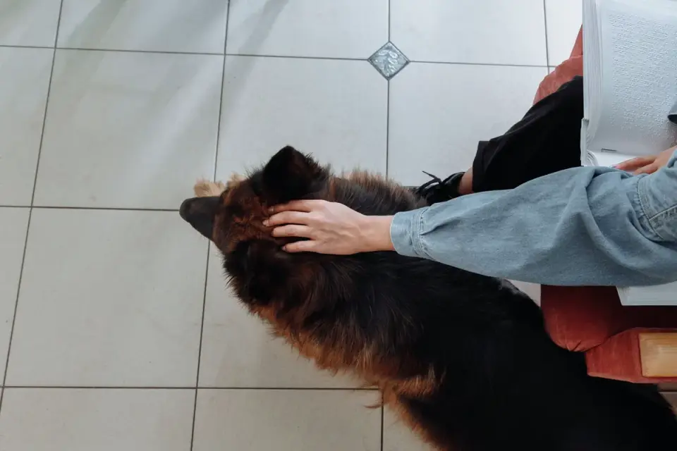Dog with an owner at home