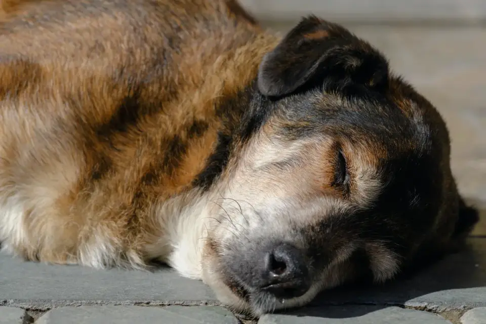 Dog with eyes closed