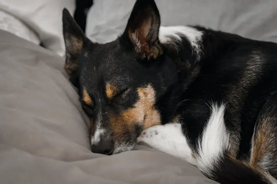 Dog with eyes closed