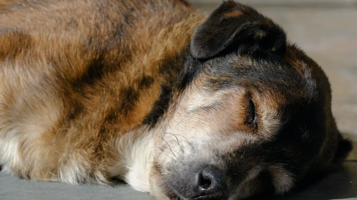 Dog with eyes closed
