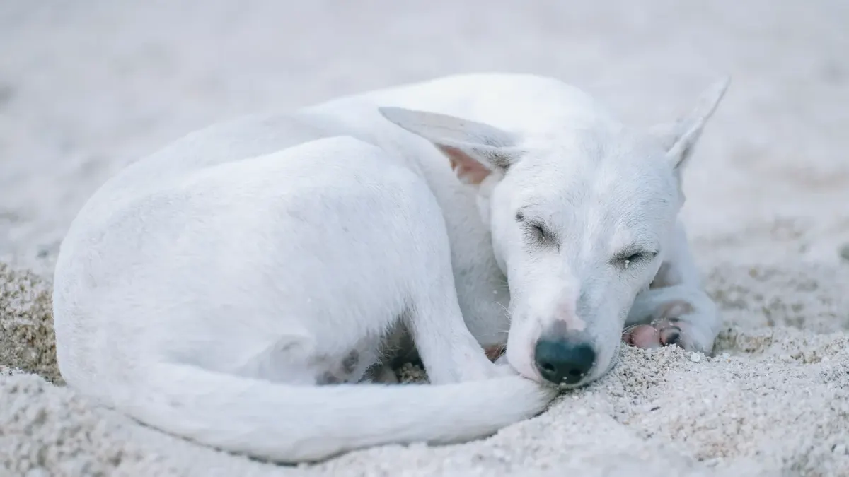 Dog with eyes closed