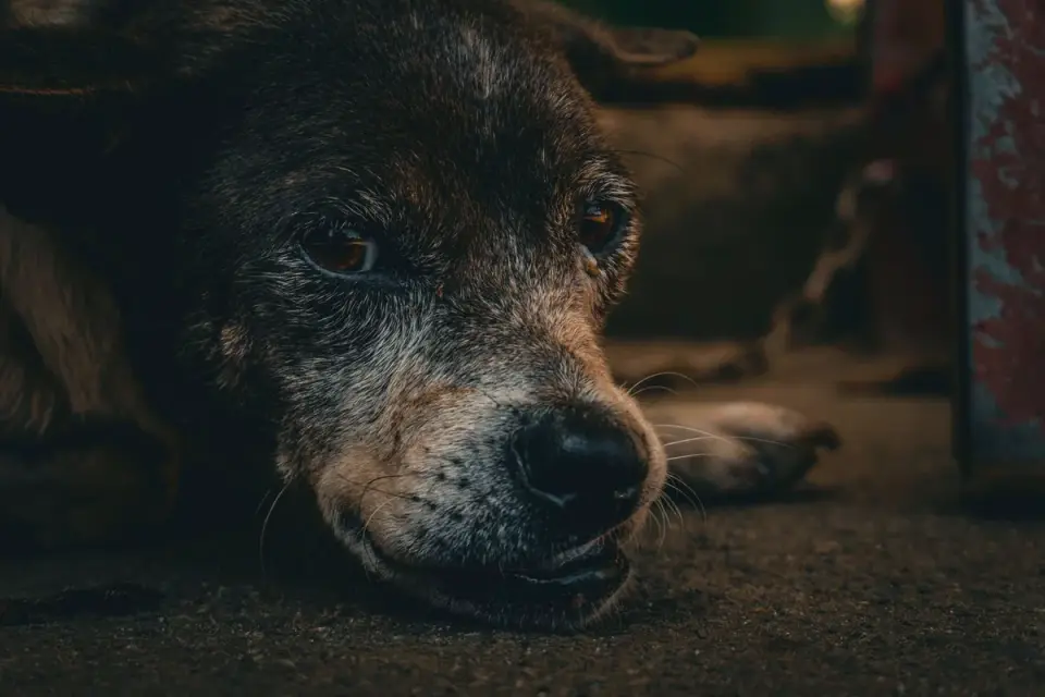 Dog with eyes closed