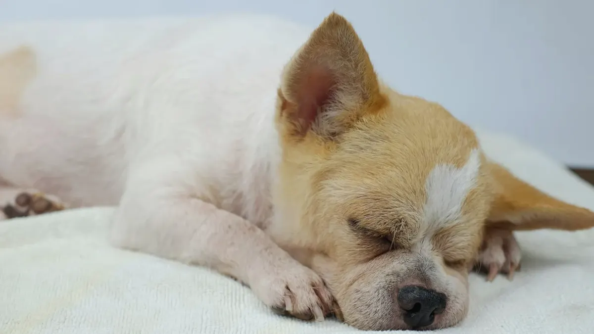 Dog with eyes closed