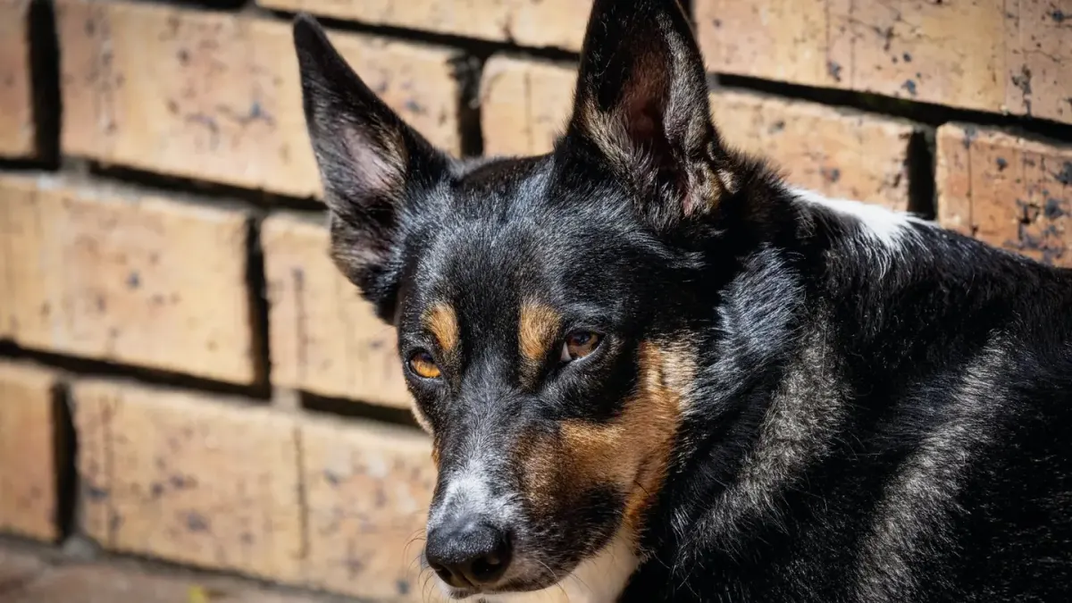 Dog with eyes closed