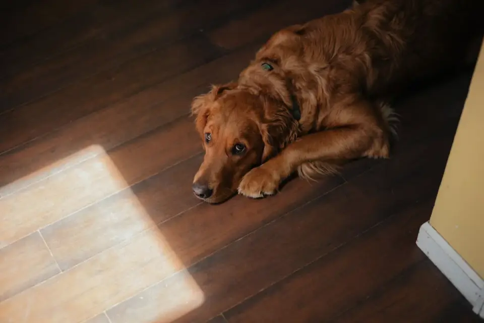 Golden retriever lying calmly on a dog bed indoors
