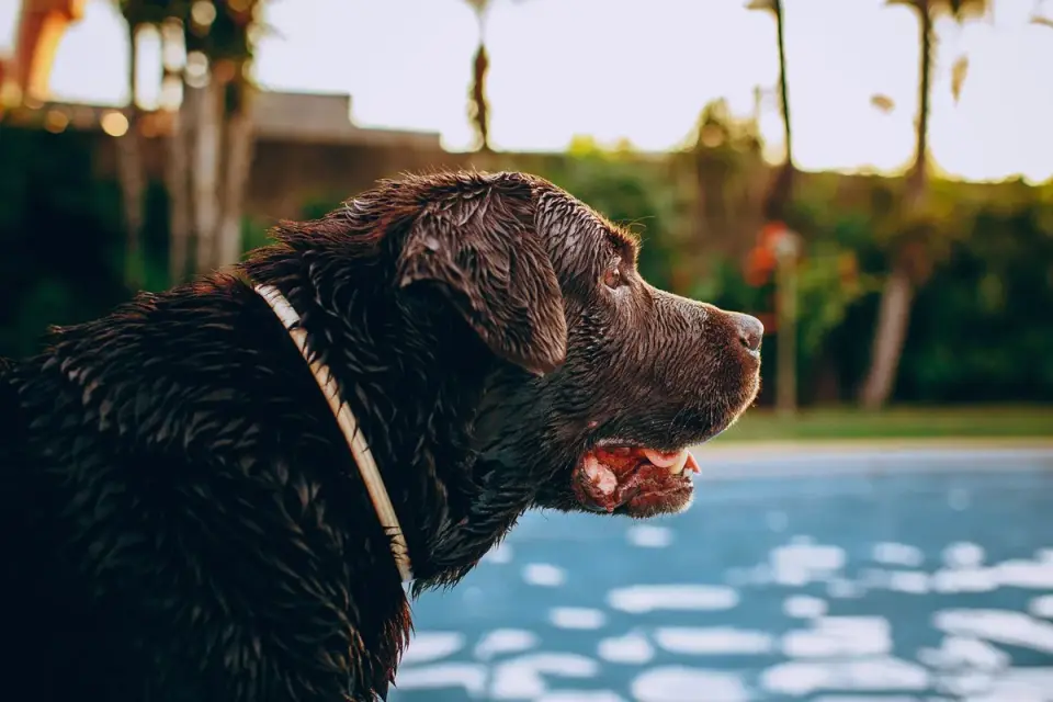 Labrador retriever eating from a bowl in a home kitchen