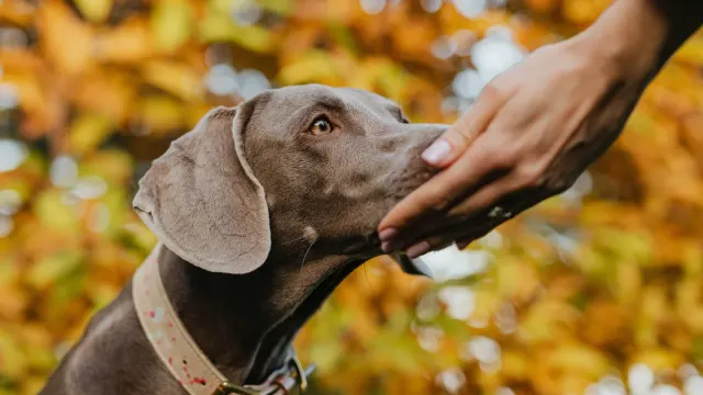 Large senior dog taking a soft chew from an owner's outstretched hand