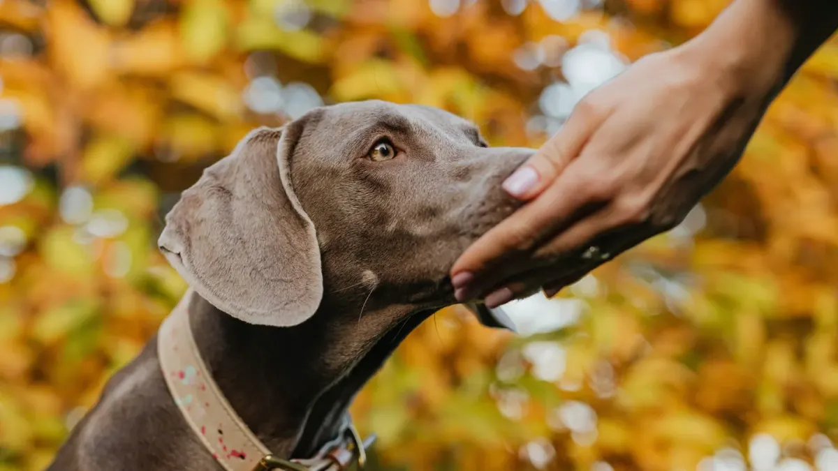 Large senior dog taking a soft chew from an owner's outstretched hand