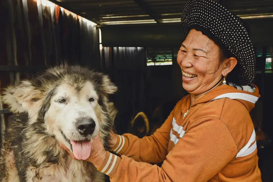 Large senior dog taking a soft chew from an owner&#x27;s outstretched hand