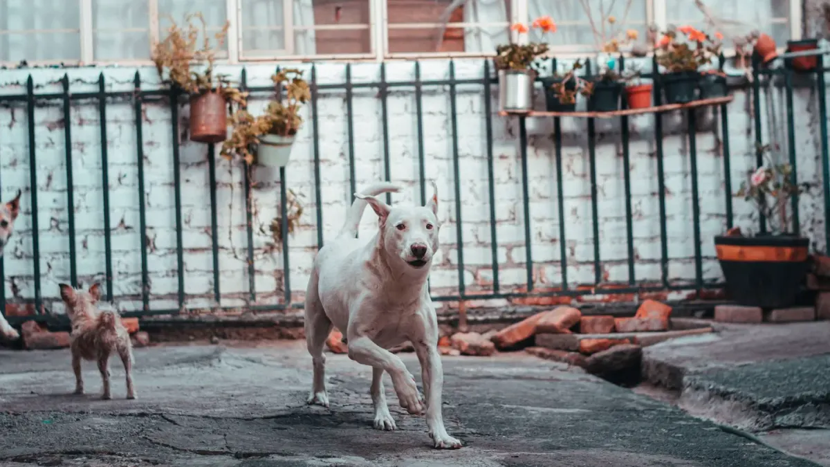 Medium-sized dog caught mid-leap clearing a wooden backyard fence