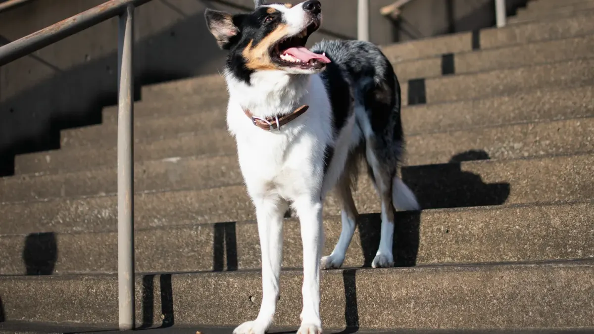 Older dog standing at the base of a staircase in dim evening light