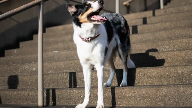 Older dog standing at the base of a staircase in dim evening light