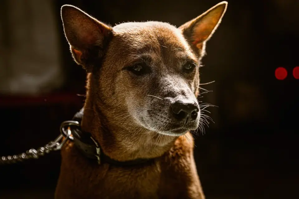 Older dog standing at the base of a staircase in dim evening light