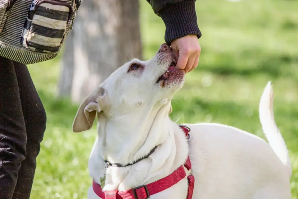 Older dog with an owner in a park