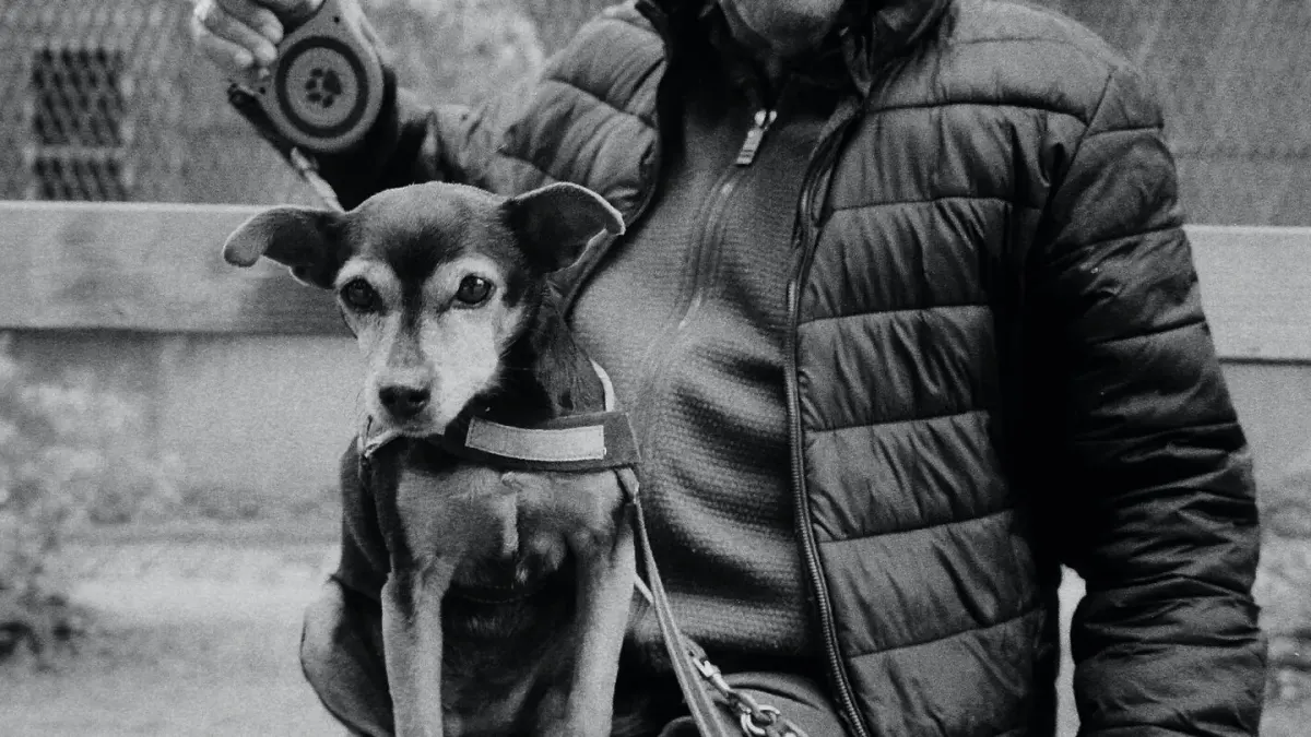 Older dog with an owner in a park