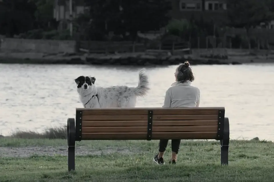 Older dog with an owner in a park