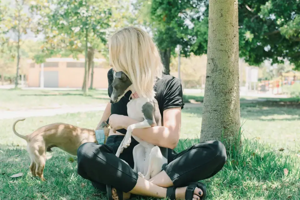 Older dog with an owner in a park