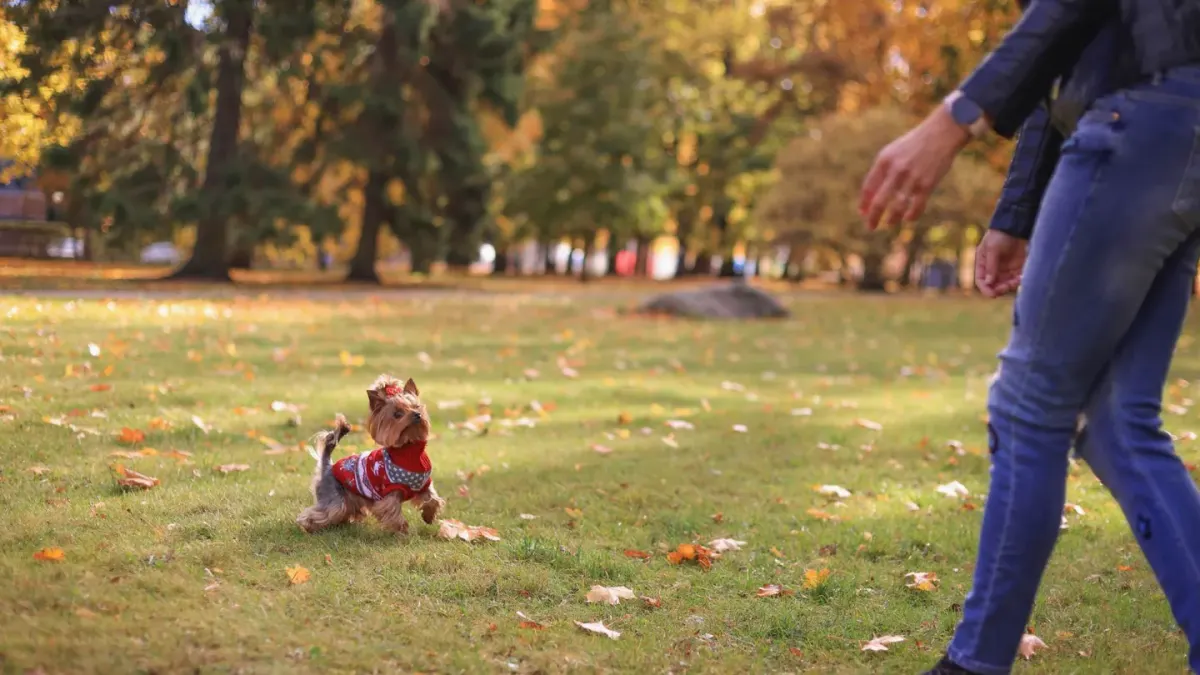 Older dog with an owner in a park