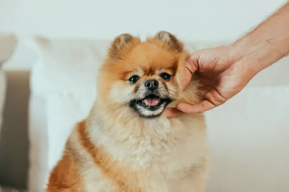Owner gently checking a dog's ears and paws during a home handling exercise