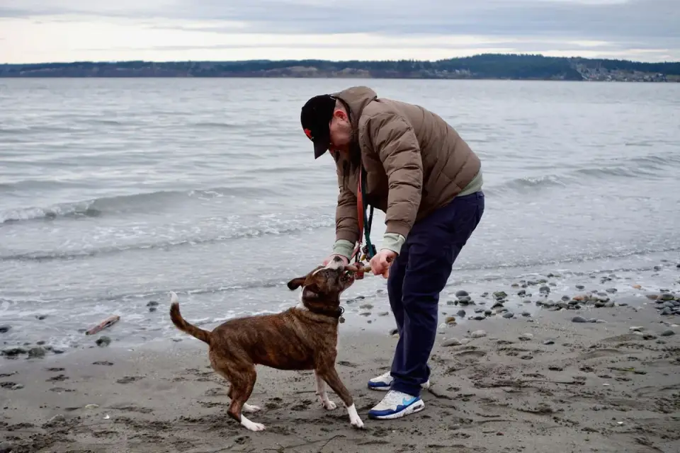 Owner handing a soft chew supplement to an older dog in a kitchen