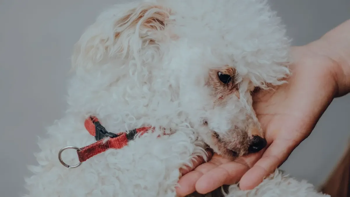 Owner helping a senior dog