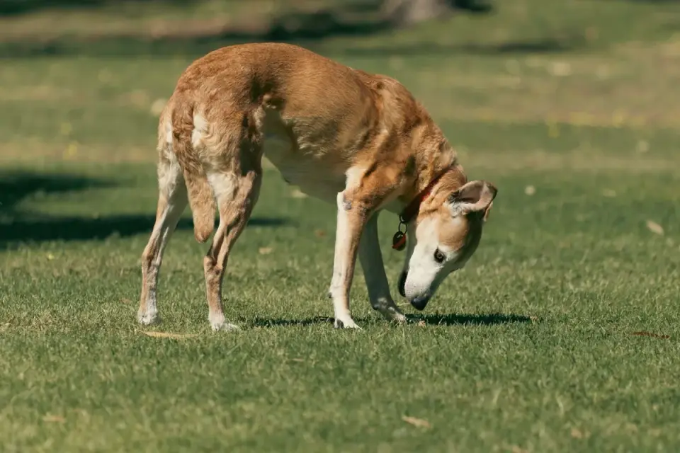 Owner helping a senior dog