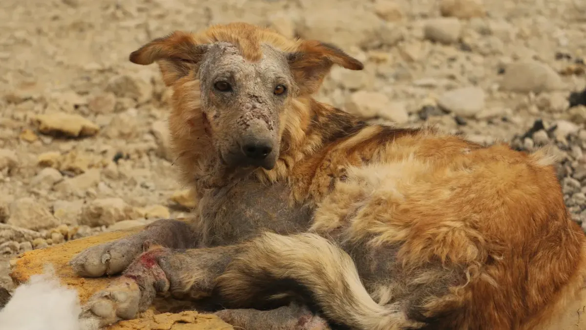 Owner helping a senior dog