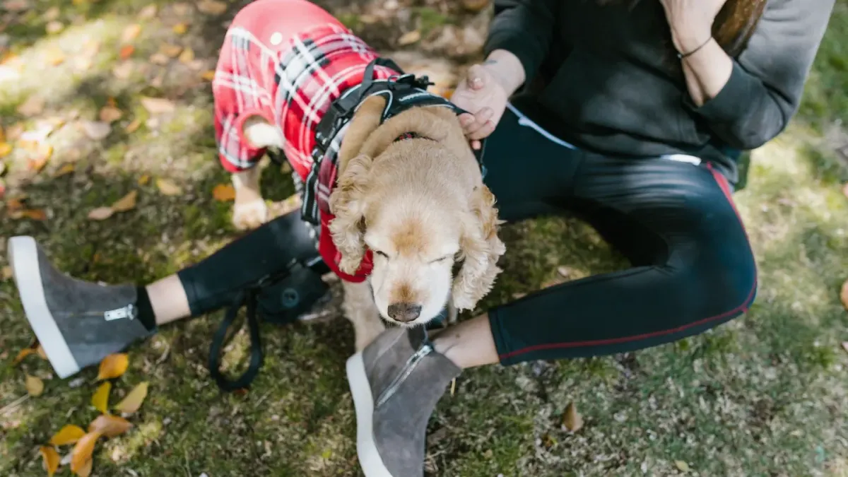 Owner helping a senior dog