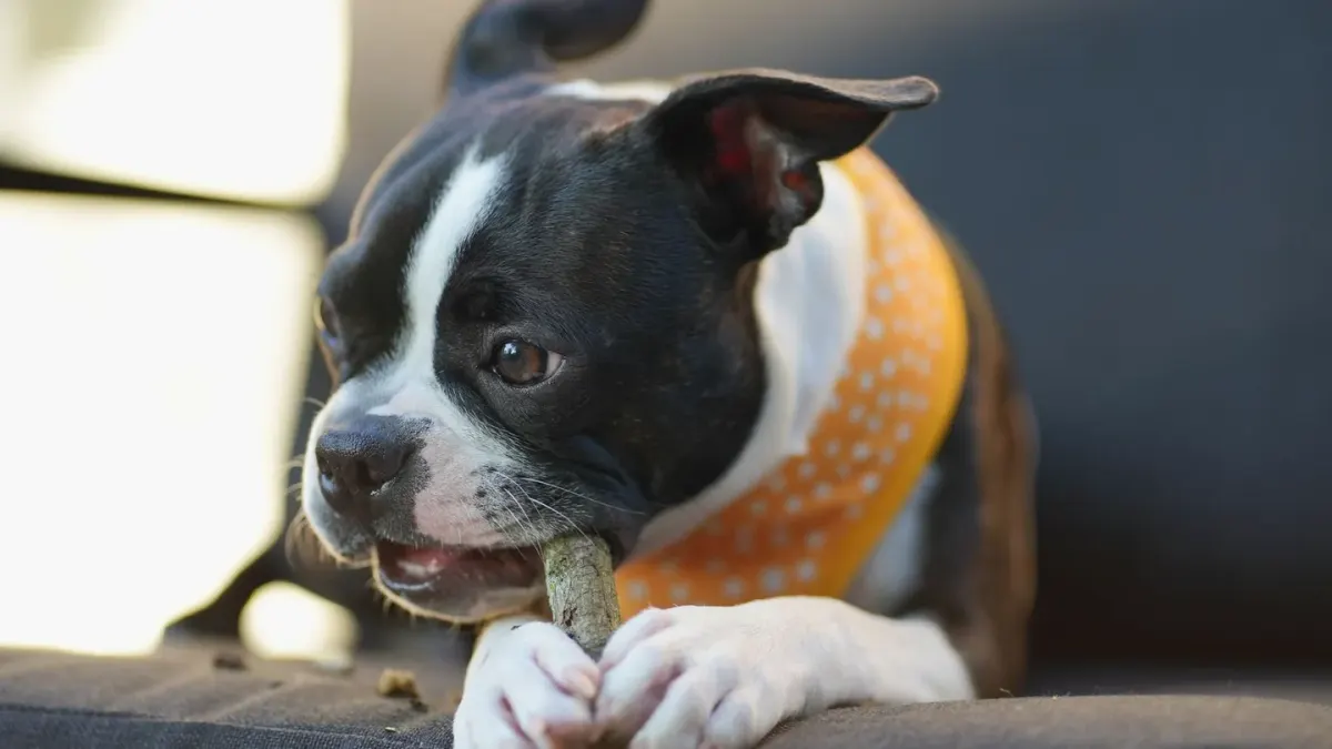 Owner kneeling beside a dog and checking on it after giving a treat