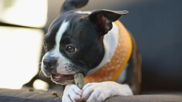 Owner kneeling beside a dog and checking on it after giving a treat