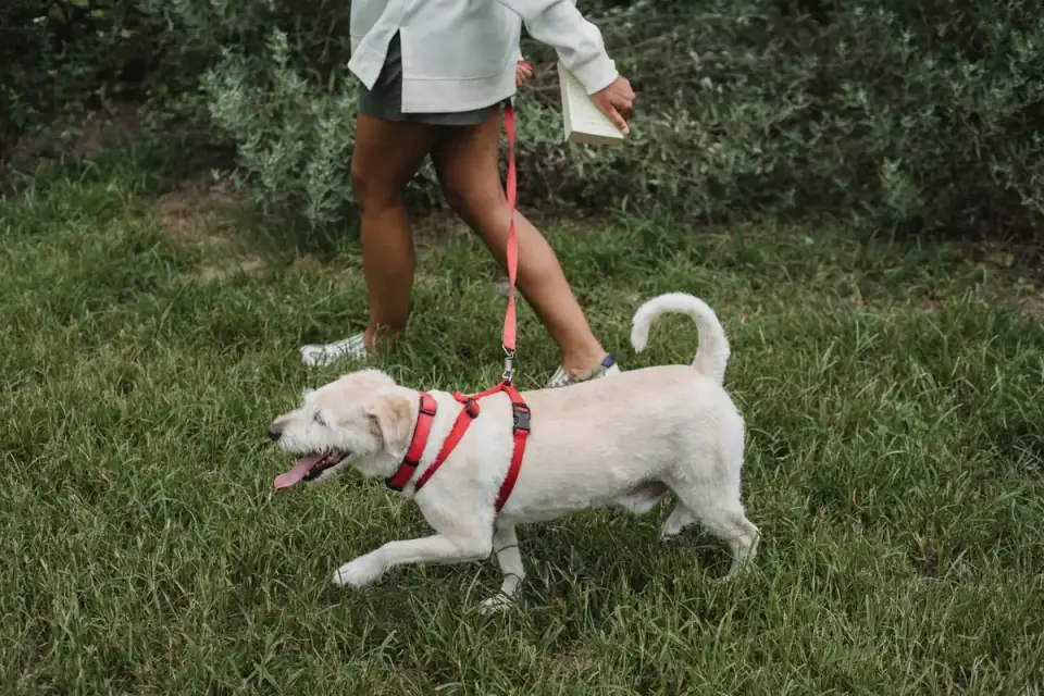 Owner walking a dog on a leash through a neighborhood park