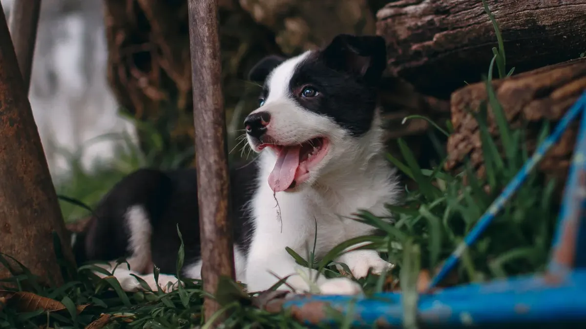 Puppy eating from a bowl