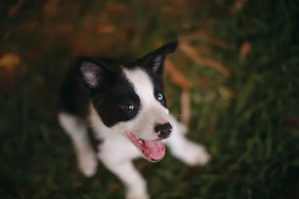 Puppy eating from a bowl
