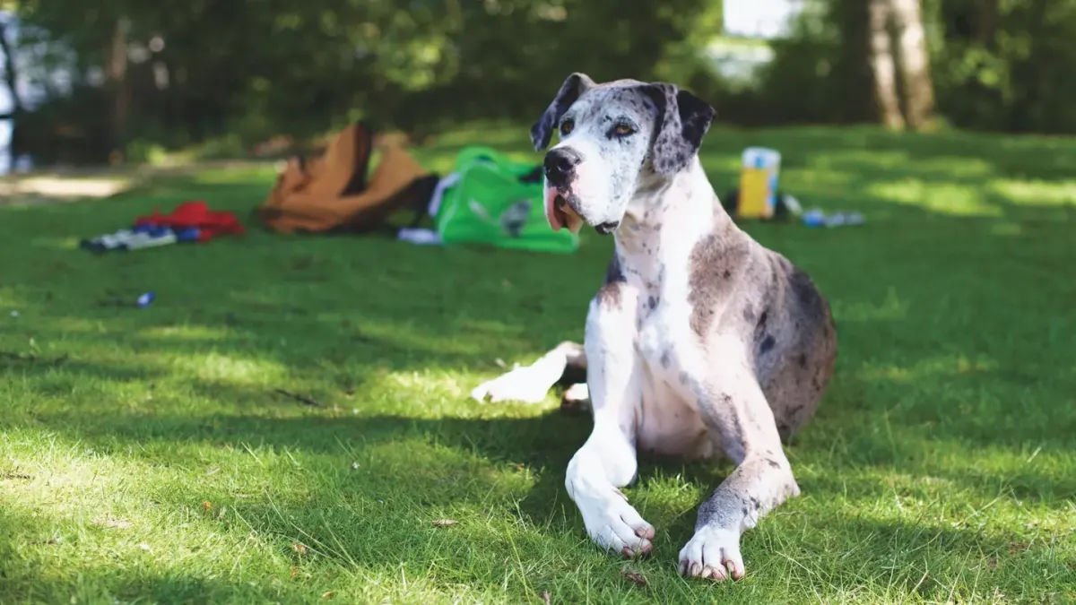Senior dog in a garden