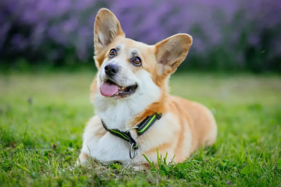Senior dog in a garden