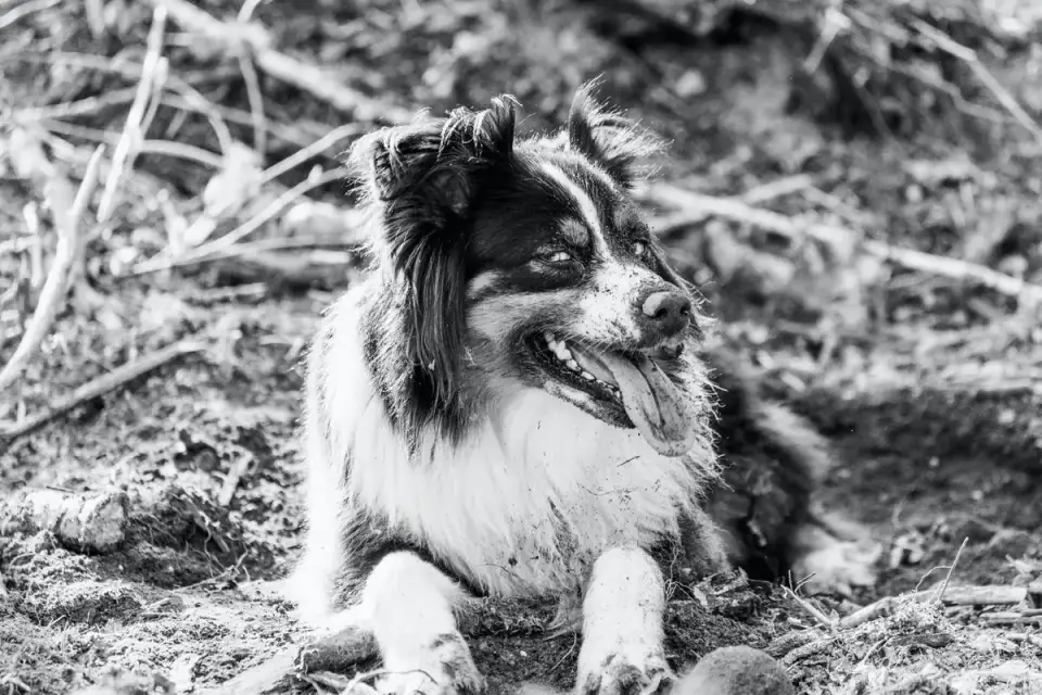 Senior dog in a garden