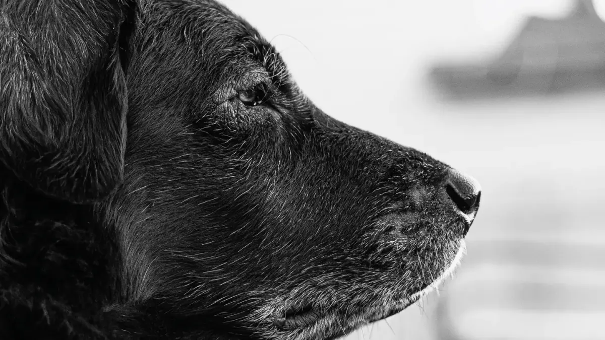 Senior dog lying awake and restless during night hours