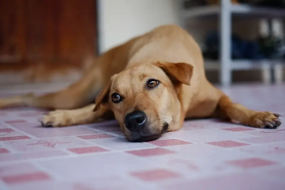 Senior dog lying on a tile kitchen floor