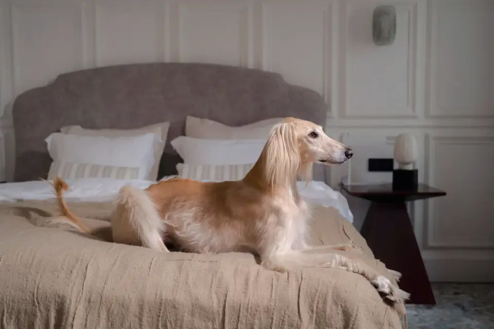 Senior dog on a bed