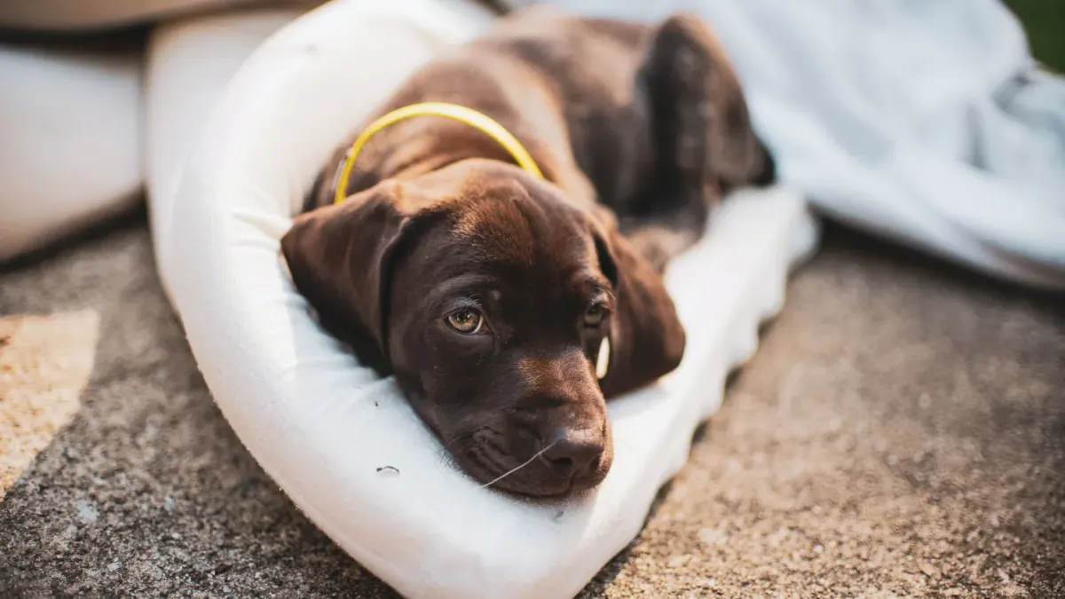 Senior dog on a bed