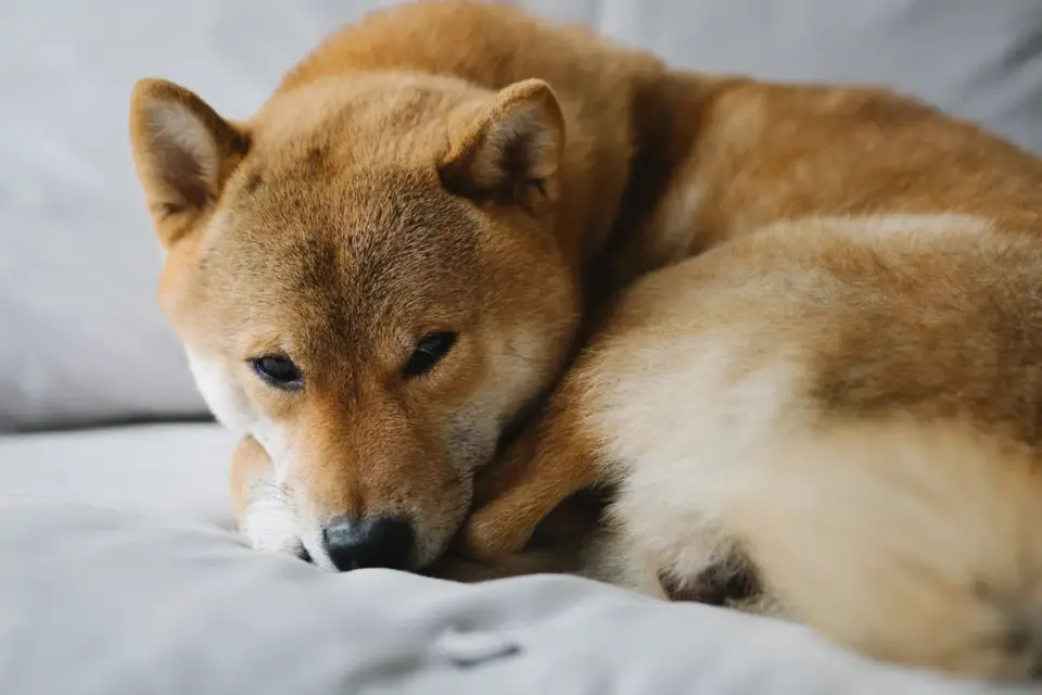Senior dog on a bed