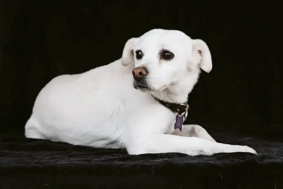 Senior dog on a bed
