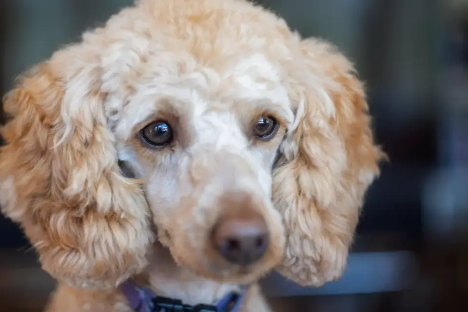 Senior dog portrait