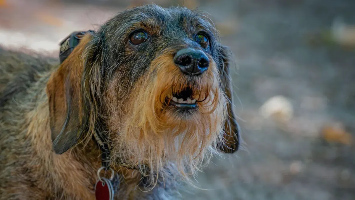 Senior dog portrait