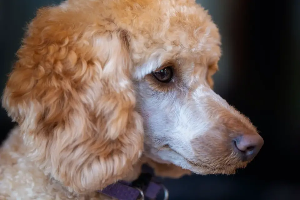 Senior dog portrait